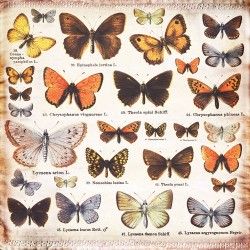 Butterfly Effect – Butterflies